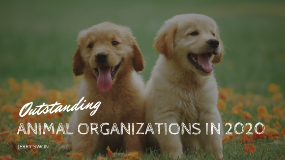 Js Outstanding Animal Organizations In 2020